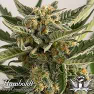 Humboldt Seed Organization AUTOMATIC Lost Coast Skunk